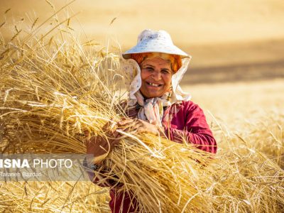 گندم صدرنشین اخبار کشاورزی در هفته اخیر