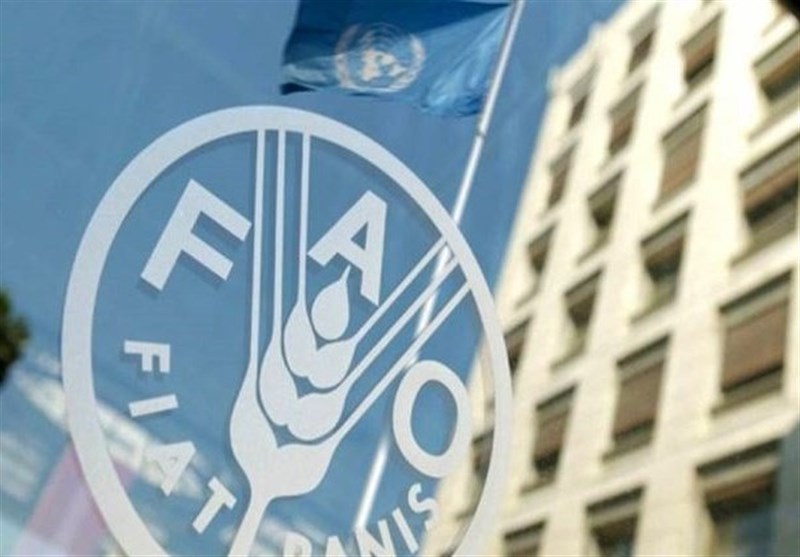 فائو: تولید غلات ایران از 21 میلیون تن گذشت